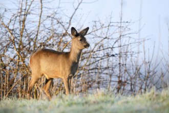 European roe deer (Capreolus capreolus), fawn in winter, Lower Saxony, Germany
