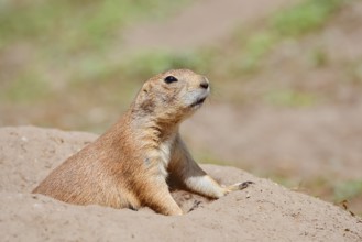 Black-tailed prairie dog (Cynomys ludovicianus) at the burrow, captive, occurrence in North America