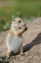 Black-tailed prairie dog (Cynomys ludovicianus), feeding juvenile, captive, occurrence in North