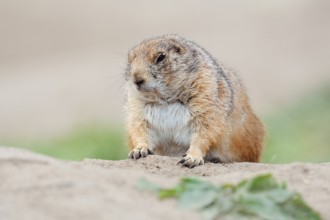 Black-tailed prairie dog (Cynomys ludovicianus), captive, occurring in North America