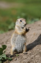 Black-tailed prairie dog (Cynomys ludovicianus), feeding juvenile, captive, occurrence in North