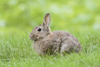 Wild rabbit (Oryctolagus cuniculus) in a meadow, North Rhine-Westphalia, Germany