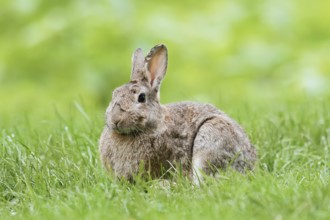 Wild rabbit (Oryctolagus cuniculus) in a meadow, North Rhine-Westphalia, Germany