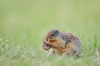 Columbia ground squirrel (Urocitellus columbianus, Spermophilus columbianus) feeding in a meadow,