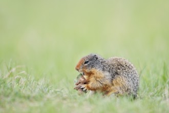 Columbia ground squirrel (Urocitellus columbianus, Spermophilus columbianus) feeding in a meadow,