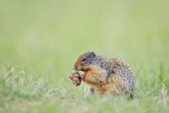 Columbia ground squirrel (Urocitellus columbianus, Spermophilus columbianus) feeding in a meadow,