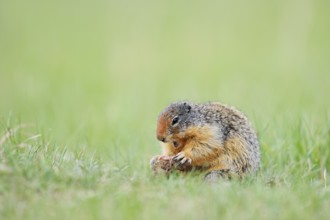 Columbia ground squirrel (Urocitellus columbianus, Spermophilus columbianus) feeding in a meadow,