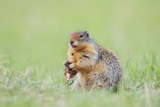 Columbia ground squirrel (Urocitellus columbianus, Spermophilus columbianus) feeding in a meadow,