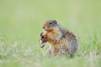 Columbia ground squirrel (Urocitellus columbianus, Spermophilus columbianus) feeding in a meadow,