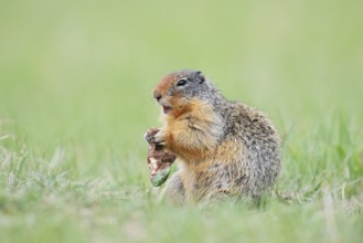 Columbia ground squirrel (Urocitellus columbianus, Spermophilus columbianus) feeding in a meadow,