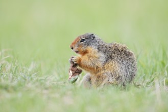 Columbia ground squirrel (Urocitellus columbianus, Spermophilus columbianus) feeding in a meadow,
