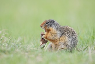 Columbia ground squirrel (Urocitellus columbianus, Spermophilus columbianus) feeding in a meadow,