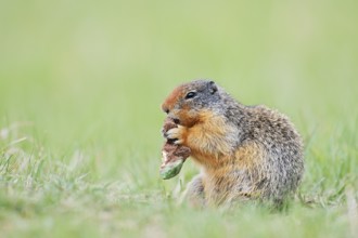 Columbia ground squirrel (Urocitellus columbianus, Spermophilus columbianus) feeding in a meadow,