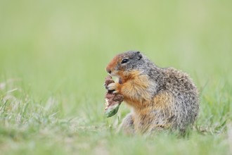 Columbia ground squirrel (Urocitellus columbianus, Spermophilus columbianus) feeding in a meadow,