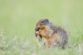 Columbia ground squirrel (Urocitellus columbianus, Spermophilus columbianus) feeding in a meadow,