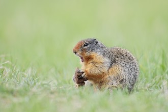 Columbia ground squirrel (Urocitellus columbianus, Spermophilus columbianus) feeding in a meadow,
