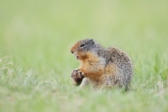 Columbia ground squirrel (Urocitellus columbianus, Spermophilus columbianus) feeding in a meadow,