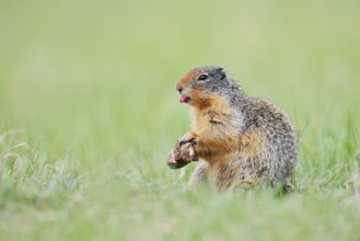 Columbia ground squirrel (Urocitellus columbianus, Spermophilus columbianus) feeding in a meadow,