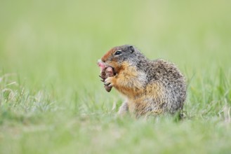 Columbia ground squirrel (Urocitellus columbianus, Spermophilus columbianus) feeding in a meadow,