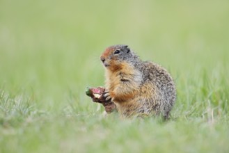 Columbia ground squirrel (Urocitellus columbianus, Spermophilus columbianus) feeding in a meadow,