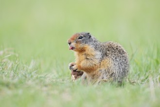 Columbia ground squirrel (Urocitellus columbianus, Spermophilus columbianus) feeding in a meadow,