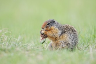 Columbia ground squirrel (Urocitellus columbianus, Spermophilus columbianus) feeding in a meadow,