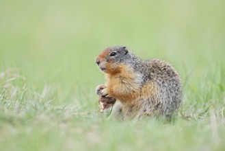 Columbia ground squirrel (Urocitellus columbianus, Spermophilus columbianus) feeding in a meadow,