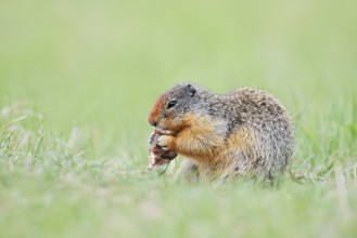 Columbia ground squirrel (Urocitellus columbianus, Spermophilus columbianus) feeding in a meadow,