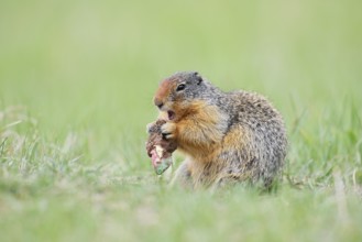 Columbia ground squirrel (Urocitellus columbianus, Spermophilus columbianus) feeding in a meadow,