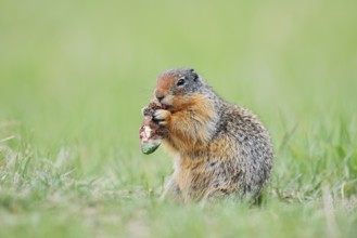 Columbia ground squirrel (Urocitellus columbianus, Spermophilus columbianus) feeding in a meadow,