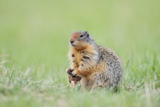Columbia ground squirrel (Urocitellus columbianus, Spermophilus columbianus) feeding in a meadow,