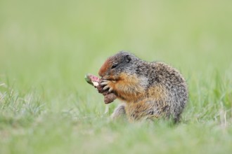 Columbia ground squirrel (Urocitellus columbianus, Spermophilus columbianus) feeding in a meadow,