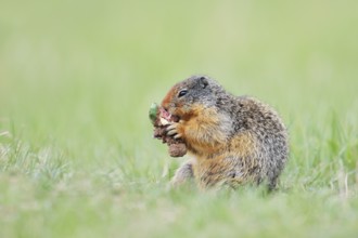 Columbia ground squirrel (Urocitellus columbianus, Spermophilus columbianus) feeding in a meadow,