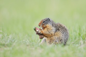Columbia ground squirrel (Urocitellus columbianus, Spermophilus columbianus) feeding in a meadow,