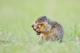 Columbia ground squirrel (Urocitellus columbianus, Spermophilus columbianus) feeding in a meadow,