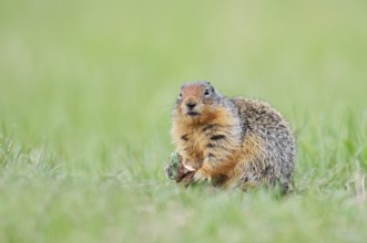 Columbia ground squirrel (Urocitellus columbianus, Spermophilus columbianus) feeding in a meadow,