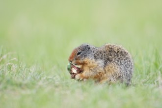 Columbia ground squirrel (Urocitellus columbianus, Spermophilus columbianus) feeding in a meadow,