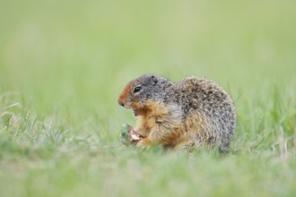 Columbia ground squirrel (Urocitellus columbianus, Spermophilus columbianus) feeding in a meadow,