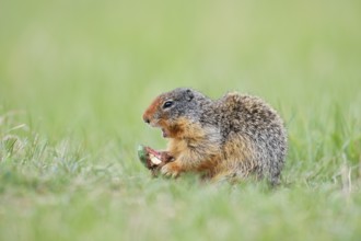 Columbia ground squirrel (Urocitellus columbianus, Spermophilus columbianus) feeding in a meadow,
