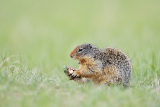 Columbia ground squirrel (Urocitellus columbianus, Spermophilus columbianus) feeding in a meadow,