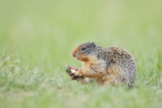 Columbia ground squirrel (Urocitellus columbianus, Spermophilus columbianus) feeding in a meadow,