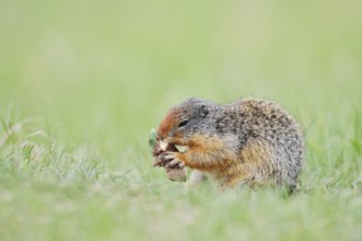 Columbia ground squirrel (Urocitellus columbianus, Spermophilus columbianus) feeding in a meadow,
