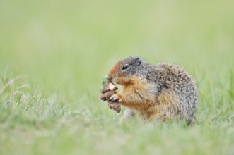 Columbia ground squirrel (Urocitellus columbianus, Spermophilus columbianus) feeding in a meadow,