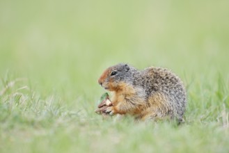 Columbia ground squirrel (Urocitellus columbianus, Spermophilus columbianus) feeding in a meadow,