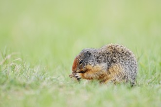 Columbia ground squirrel (Urocitellus columbianus, Spermophilus columbianus) feeding in a meadow,