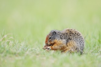Columbia ground squirrel (Urocitellus columbianus, Spermophilus columbianus) feeding in a meadow,