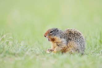 Columbia ground squirrel (Urocitellus columbianus, Spermophilus columbianus) feeding in a meadow,