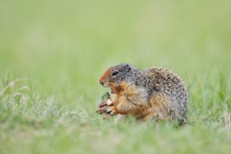 Columbia ground squirrel (Urocitellus columbianus, Spermophilus columbianus) feeding in a meadow,
