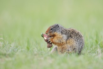 Columbia ground squirrel (Urocitellus columbianus, Spermophilus columbianus) feeding in a meadow,