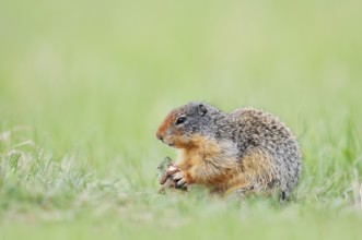 Columbia ground squirrel (Urocitellus columbianus, Spermophilus columbianus) feeding in a meadow,